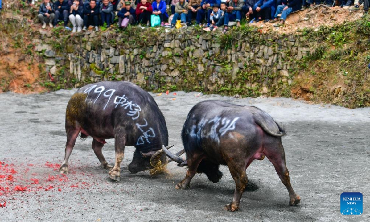 People watch bulls fight during a bull-fighting folk event to celebrate the Guzang Festival in Dongzhuang Village, Jinping County of southwest China's Guizhou Province, April 6, 2025. Guzang Festival is the most important festival for the Miao people to offer sacrifice to their ancestors. (Photo: Xinhua)
