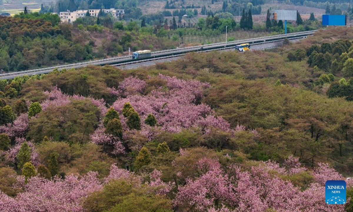An aerial drone photo taken on April 5, 2025 shows blossoms along a road in Hongfenghu Township in Qingzhen City, southwest China's Guizhou Province. (Photo: Xinhua)