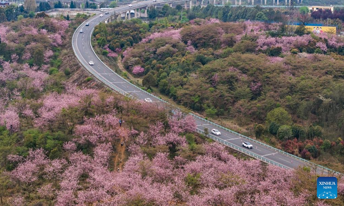 An aerial drone photo taken on April 5, 2025 shows blossoms along a road in Hongfenghu Township in Qingzhen City, southwest China's Guizhou Province. (Photo: Xinhua)