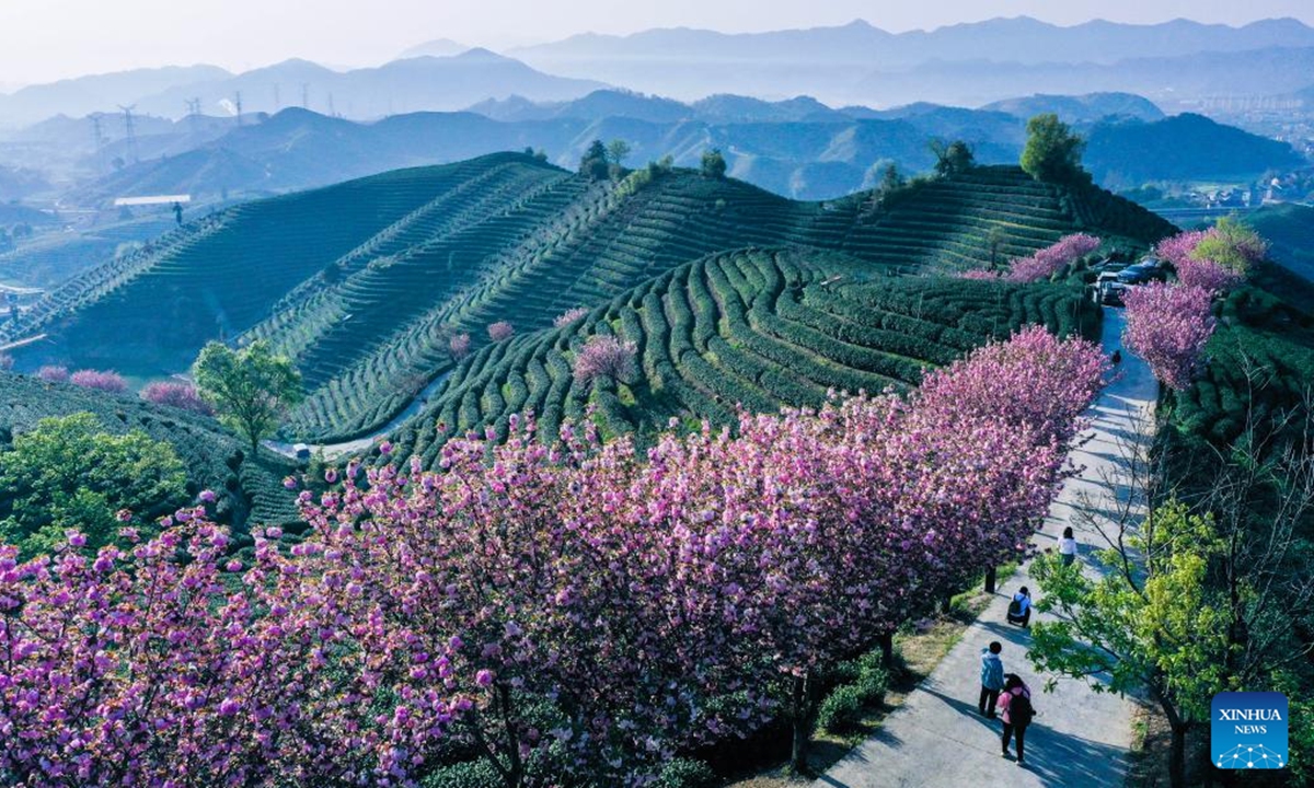 An aerial drone photo taken on April 6, 2025 shows cherry blossoms at a tea garden in Bashan Village, Fuyang District of Hangzhou City, east China's Zhejiang Province. Cherry trees in the vast tea plantations on the mountains in Baishan Village are in full bloom, which attract lots of tourists.  (Photo: Xinhua)