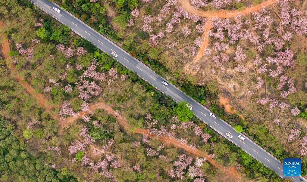 An aerial drone photo taken on April 5, 2025 shows blossoms along a road in Hongfenghu Township in Qingzhen City, southwest China's Guizhou Province. (Photo: Xinhua)