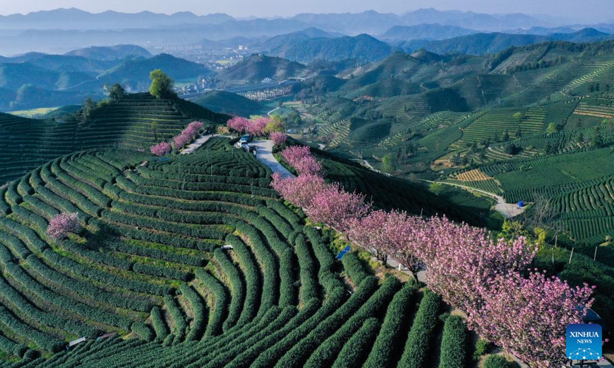 An aerial drone photo taken on April 6, 2025 shows cherry blossoms at a tea garden in Bashan Village, Fuyang District of Hangzhou City, east China's Zhejiang Province. Cherry trees in the vast tea plantations on the mountains in Baishan Village are in full bloom, which attract lots of tourists.  (Photo: Xinhua)