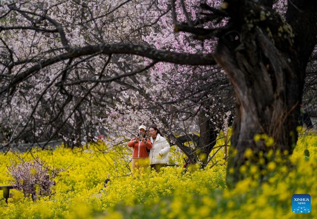 Tourists enjoy the view of peach blossoms in Nyingchi, southwest China's Xizang Autonomous Region, April 2, 2025. In recent years, Nyingchi has managed to integrate flower viewing and tourism development, trying to transform the ecological scenery into economic value. From April 4 to April 6, 2025, the city received some 208,600 tourists, an increase of 20.58 percent year on year, with tourism revenue reaching 150 million yuan, an increase of 37.62 percent year on year, according to statistics. (Photo: Xinhua)