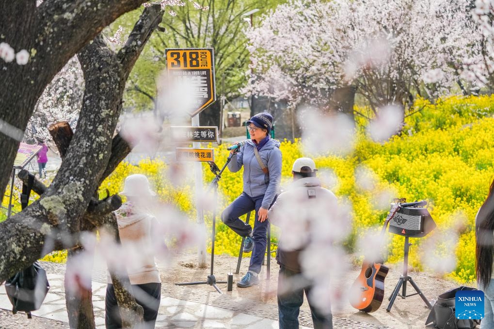 A tourist sings amid peach blossoms in Nyingchi, southwest China's Xizang Autonomous Region, April 2, 2025. In recent years, Nyingchi has managed to integrate flower viewing and tourism development, trying to transform the ecological scenery into economic value. From April 4 to April 6, 2025, the city received some 208,600 tourists, an increase of 20.58 percent year on year, with tourism revenue reaching 150 million yuan, an increase of 37.62 percent year on year, according to statistics. (Photo: Xinhua)