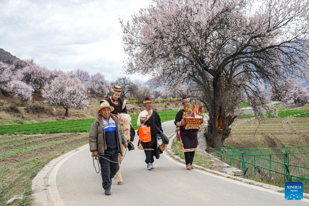 Villagers prepare to hold folk activities for tourists in Nyingchi, southwest China's Xizang Autonomous Region, April 3, 2025. In recent years, Nyingchi has managed to integrate flower viewing and tourism development, trying to transform the ecological scenery into economic value. From April 4 to April 6, 2025, the city received some 208,600 tourists, an increase of 20.58 percent year on year, with tourism revenue reaching 150 million yuan, an increase of 37.62 percent year on year, according to statistics. (Photo: Xinhua)