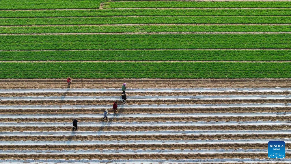 An aerial drone photo taken on April 9, 2025 shows farmers mulching at a field in Zunhua City, north China's Hebei Province. (Photo: Xinhua)