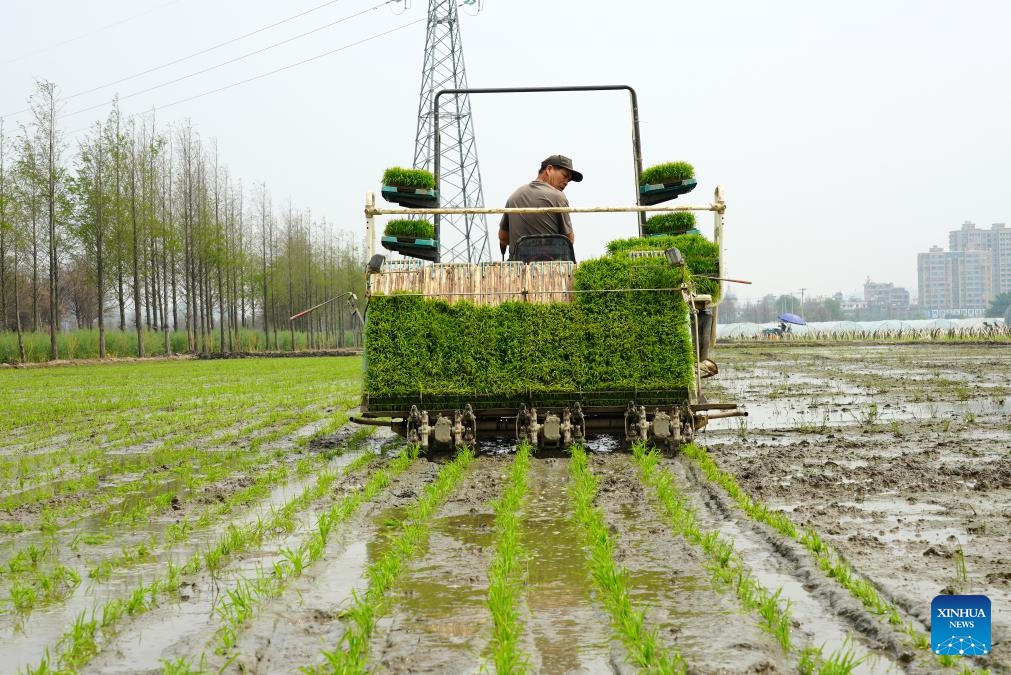 A man drives an agricultural machine to plant rice at a field in Yueqing, east China's Zhejiang Province, April 9, 2025. (Photo: Xinhua)
