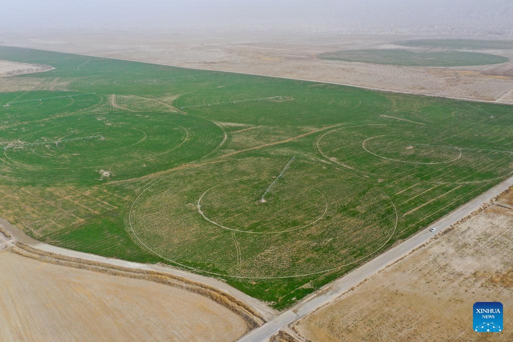 An aerial drone photo taken on April 12, 2025 shows a grassland in Baicheng County, Aksu Prefecture, northwest China's Xinjiang Uygur Autonomous Region. The Taklimakan Desert in northwest China's Xinjiang Uygur Autonomous Region covers 337,600 square kilometers and its circumference measures 3,046 kilometers, making it the largest desert in China and the second-largest drifting desert in the world. (Photo: Xinhua)