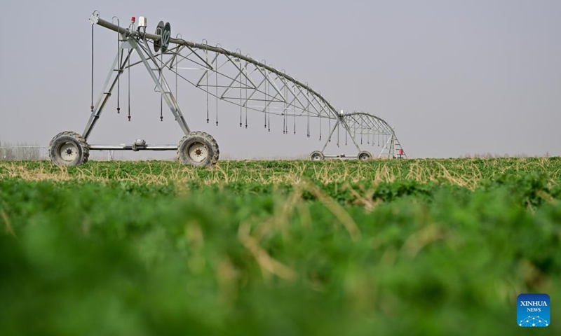 This photo taken on April 12, 2025 shows a grassland in Baicheng County, Aksu Prefecture, northwest China's Xinjiang Uygur Autonomous Region. The Taklimakan Desert in northwest China's Xinjiang Uygur Autonomous Region covers 337,600 square kilometers and its circumference measures 3,046 kilometers, making it the largest desert in China and the second-largest drifting desert in the world. (Photo: Xinhua)