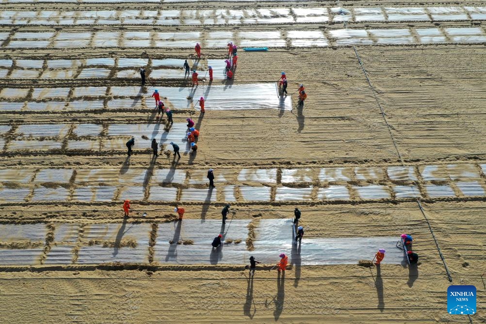 An aerial drone photo taken on April 8, 2025 shows people planting coix at a sand industry experimental base in Yutian County of Hotan Prefecture, northwest China's Xinjiang Uygur Autonomous Region. The Taklimakan Desert in northwest China's Xinjiang Uygur Autonomous Region covers 337,600 square kilometers and its circumference measures 3,046 kilometers, making it the largest desert in China and the second-largest drifting desert in the world. (Photo: Xinhua)