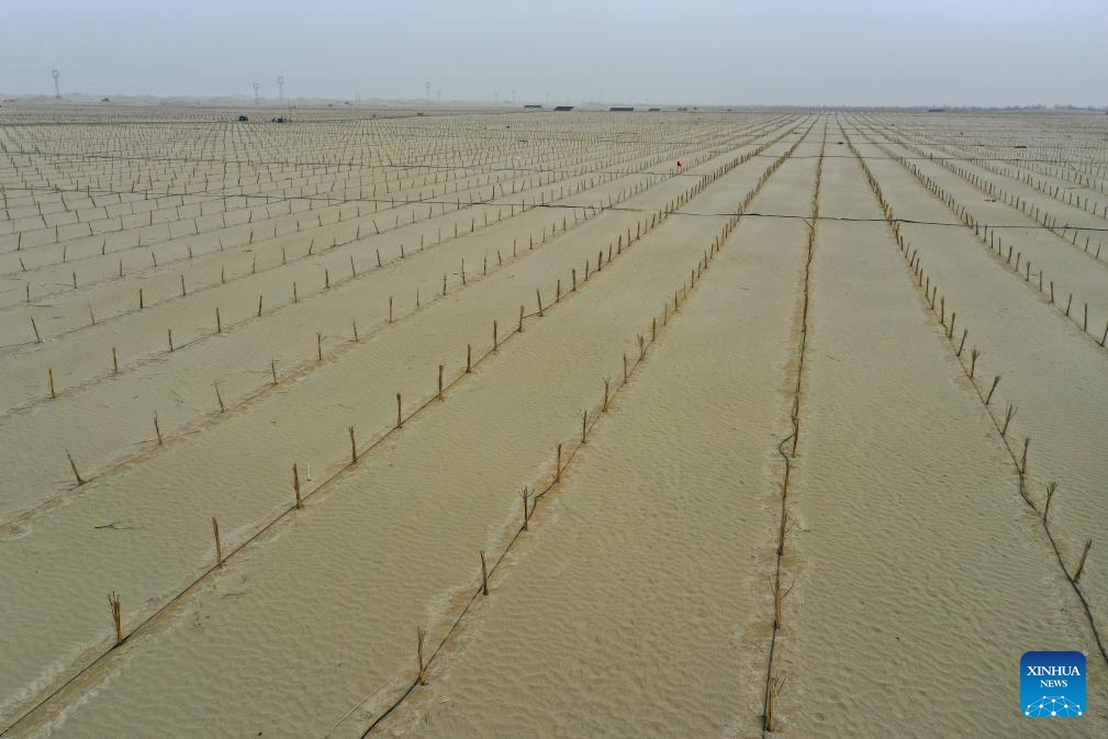An aerial drone photo taken on April 7, 2025 shows oleaster saplings in Hotan County of Hotan Prefecture, northwest China's Xinjiang Uygur Autonomous Region. The Taklimakan Desert in northwest China's Xinjiang Uygur Autonomous Region covers 337,600 square kilometers and its circumference measures 3,046 kilometers, making it the largest desert in China and the second-largest drifting desert in the world. (Photo: Xinhua)