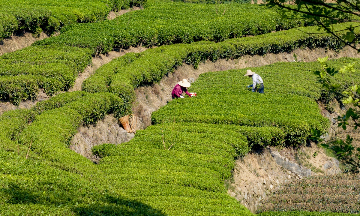 Villagers pick tea leaves at a tea base in Zigui county of Yichang, Central China's Hubei Province on April 17, 2025. Farmers are taking the opportunity to collect tea leaves to make spring tea as the region has entered the spring tea picking period. Photo: VCG