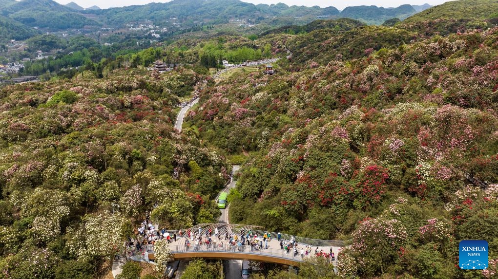 An aerial drone photo taken on April 17, 2025 shows blooming azaleas at Baili Azalea Nature Reserve in Bijie City, southwest China's Guizhou Province. The blooming azaleas in Bijie attract many tourists in spring. (Photo: Xinhua)