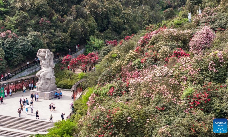 An aerial drone photo taken on April 17, 2025 shows blooming azaleas at Baili Azalea Nature Reserve in Bijie City, southwest China's Guizhou Province. The blooming azaleas in Bijie attract many tourists in spring. (Photo: Xinhua)