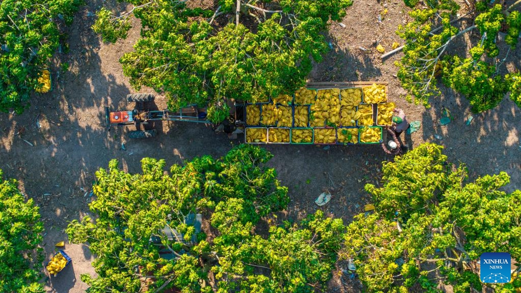 An aerial drone photo shows workers transporting mangoes at a mango orchard in Phnom Sruoch district in Kampong Speu province, Cambodia, March 18, 2025. In western Cambodia's Phnom Sruoch district, the abundant sunshine, plentiful rainfall, and fertile soil provide ideal natural conditions for mango cultivation, yielding mangoes featuring tender flesh and rich aroma. (Photo: Xinhua)
