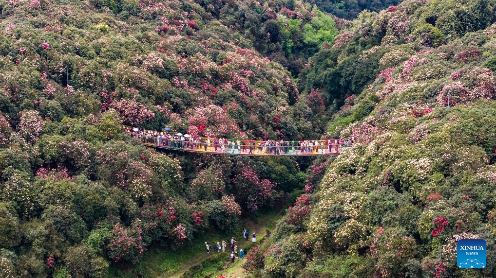 An aerial drone photo taken on April 17, 2025 shows blooming azaleas at Baili Azalea Nature Reserve in Bijie City, southwest China's Guizhou Province. The blooming azaleas in Bijie attract many tourists in spring. (Photo: Xinhua)