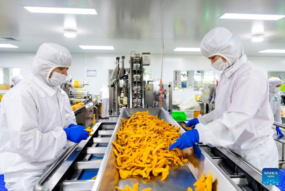 Workers arranges dried mango slices imported from Cambodia on the food processing line of Zhong Bao (Fujian) Food Science & Technology Co. Ltd. in Pinghe County of Zhangzhou City, southeast China's Fujian Province, March 26, 2025. In western Cambodia's Phnom Sruoch district, the abundant sunshine, plentiful rainfall, and fertile soil provide ideal natural conditions for mango cultivation, yielding mangoes featuring tender flesh and rich aroma. (Photo: Xinhua)
