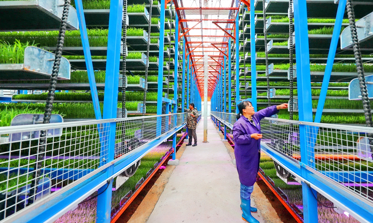 Employees care for rice seedlings and check their growth in a smart greenhouse in Fuzhou, East China's Jiangxi Province on April 20, 2025. From drones monitoring crop growth to automated irrigation systems, China is reshaping its agriculture with technological innovations that help ensure the country's food security and lay the groundwork for rural vitalization. 
Photo: VCG