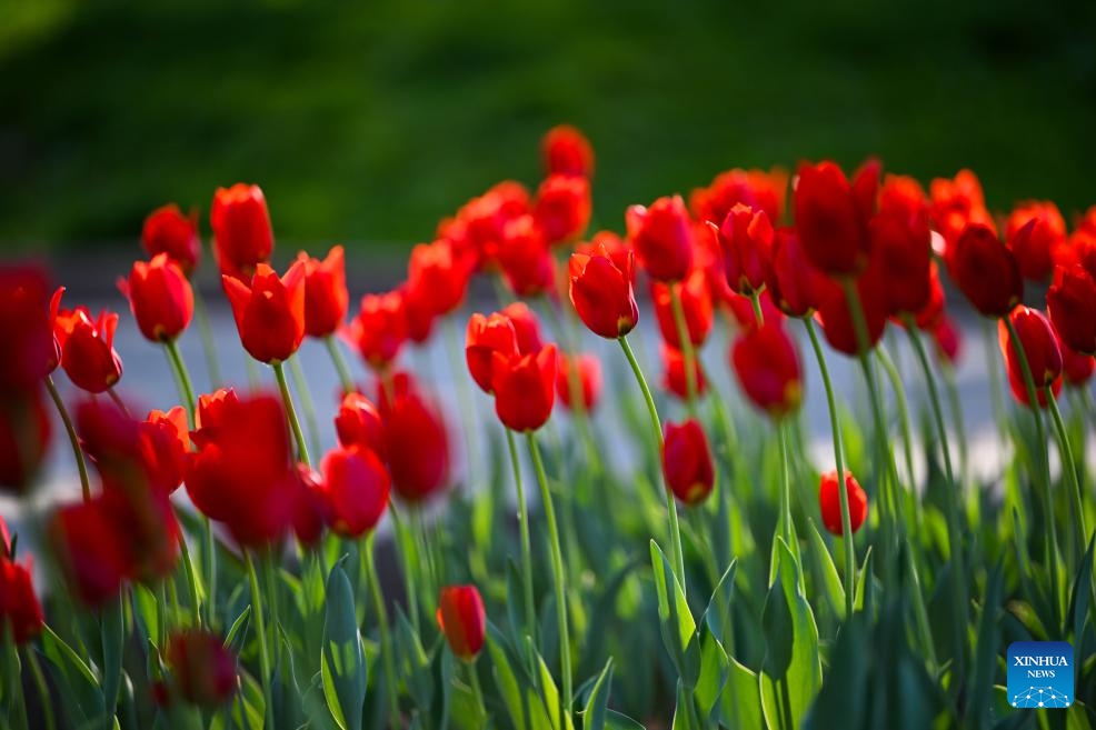 This photo taken on April 20, 2025 shows tulips at a park in Almaty, Kazakhstan. (Photo: Xinhua)