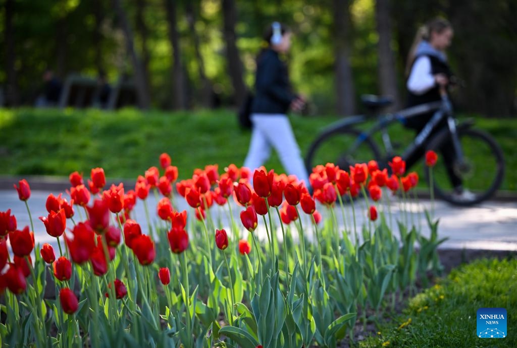 People walk past tulips at a park in Almaty, Kazakhstan, on April 20, 2025. (Photo: Xinhua)