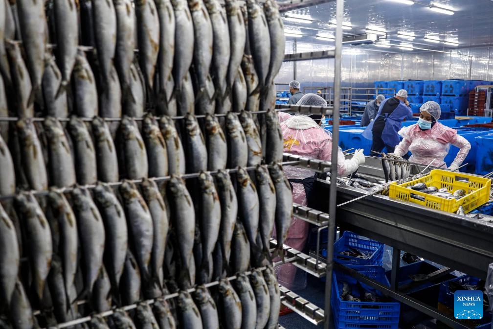 Workers handle fish to be salted at a factory in Port Said, Egypt, on April 19, 2025. As dawn breaks on Orthodox Easter Monday, Egyptians of all faiths gather in parks, on balconies, and along riverbanks, clutching plates of fesikh -- a pungent, fermented fish dish that has anchored the country's millennia-old festival, Sham El-Nessim, since the days of the pharaohs. (Photo: Xinhua)