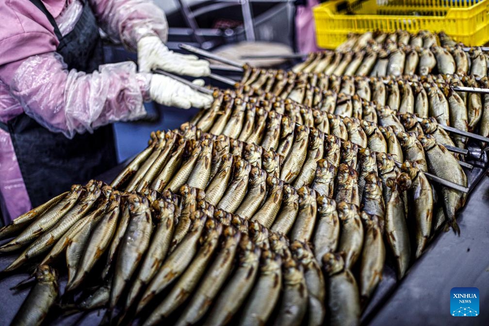 A worker arranges salted fish at a factory in Port Said, Egypt, on April 19, 2025. As dawn breaks on Orthodox Easter Monday, Egyptians of all faiths gather in parks, on balconies, and along riverbanks, clutching plates of fesikh -- a pungent, fermented fish dish that has anchored the country's millennia-old festival, Sham El-Nessim, since the days of the pharaohs. (Photo: Xinhua)