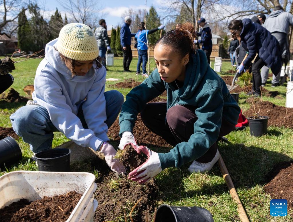 People participate in a tree planting event at a park in Toronto, Canada, on April 22, 2025. About 160 people took part in the tree planting event here on Tuesday to mark Earth Day. (Photo: Xinhua)