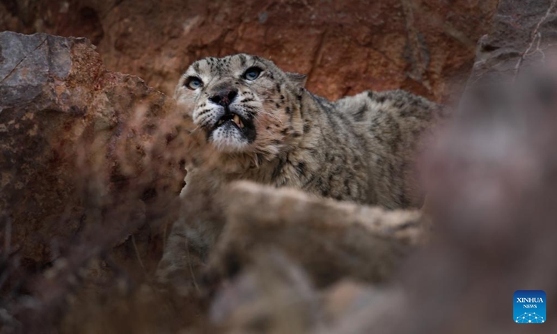 A snow leopard is pictured in Gerze County of Ngari Prefecture, southwest China's Xizang Autonomous Region, April 18, 2025. Known as the king of the snow mountains, the snow leopard is under first-class national protection in China, and is listed as vulnerable by the International Union for Conservation of Nature. (Photo: Xinhua)