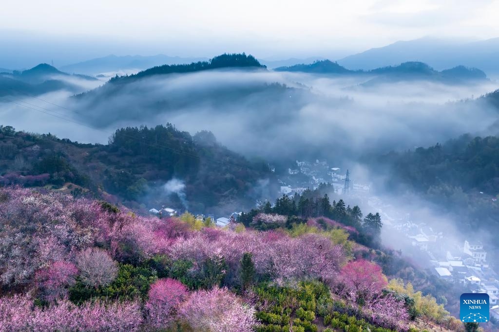 An aerial drone photo taken on Feb. 16, 2025 shows the plum blossoms in Maihuayu village of Shexian County, Huangshan City, east China's Anhui Province. Located at the junction of Huangshan Mountains and Xin'an River, Shexian County of east China's Anhui Province has carried the essence of Hui-style culture and architecture. Huizhou Ancient City, lying at the heart of Shexian, is one of the best-preserved ancient towns in China. Its network of ancient streets, alleys, and bridges is complemented by traditional residences, ancestral halls, and memorial archways. (Photo: Xinhua)