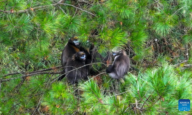 38灯　38explore×natural mountain monkeys afaba5d79e1c996eafd3930bfd5ee8