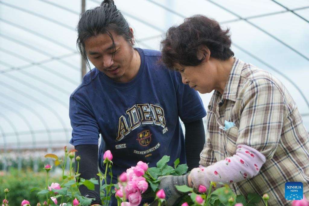 Liu Gang (L) instructs a farmer on picking Chinese roses at a Chinese rose production base in Longyou County, east China's Zhejiang Province, April 22, 2025. (Photo: Xinhua)