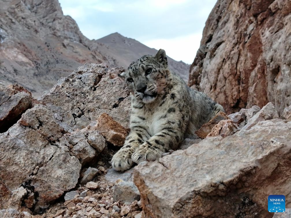 A drone photo taken on April 18, 2025 shows a snow leopard in Gerze County of Ngari Prefecture, southwest China's Xizang Autonomous Region Known as the king of the snow mountains, the snow leopard is under first-class national protection in China, and is listed as vulnerable by the International Union for Conservation of Nature. (Photo: Xinhua)