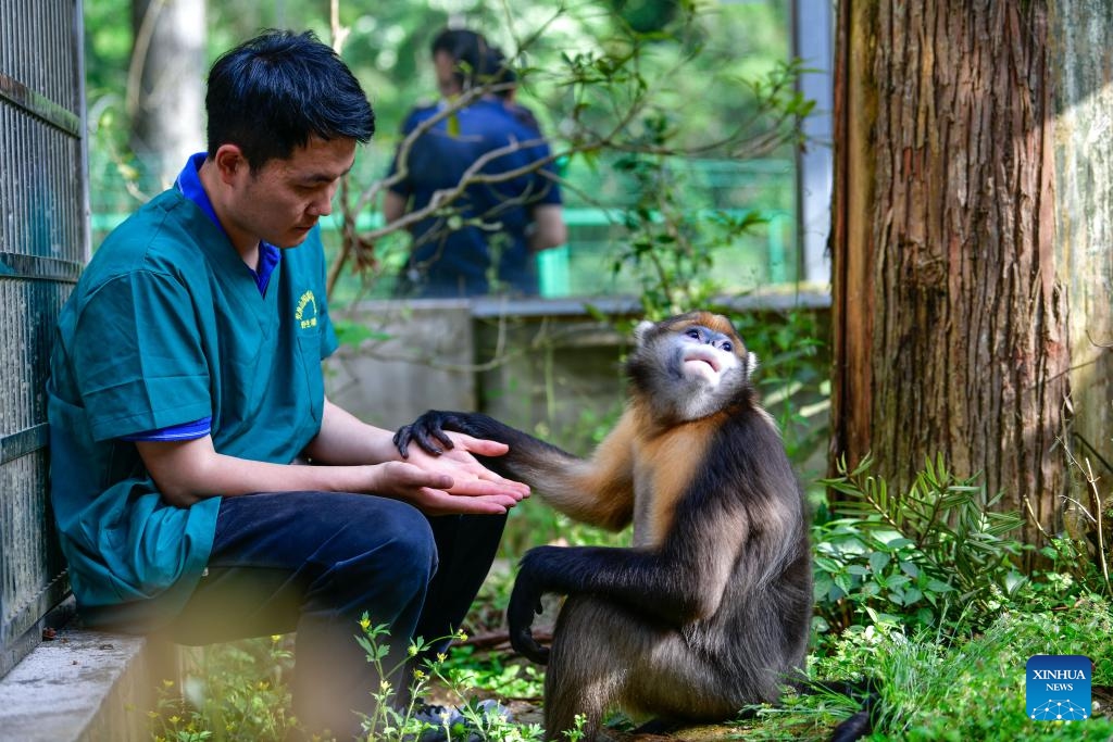 A keeper interacts with a Guizhou snub-nosed monkey in a Guizhou snub-nosed monkey research center of Mount Fanjing National Nature Reserve in southwest China's Guizhou Province, April 15, 2025. (Photo: Xinhua)