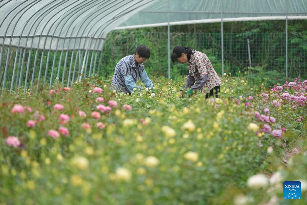 Farmers pick Chinese roses at a Chinese rose production base in Longyou County, east China's Zhejiang Province, April 22, 2025. (Photo: Xinhua)