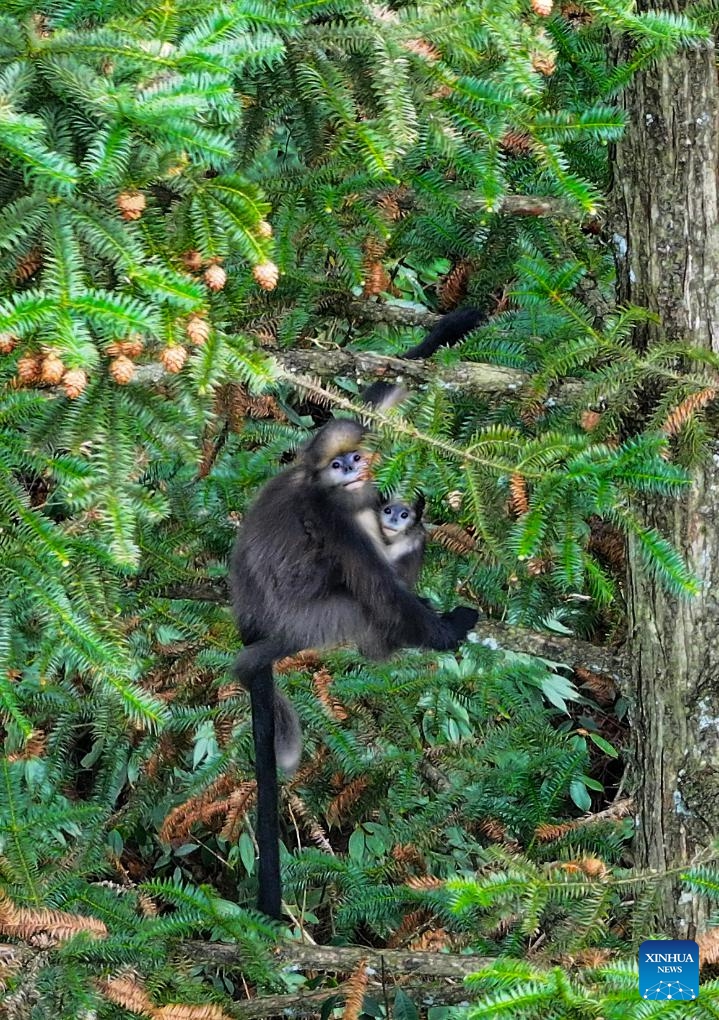 A drone photo taken on Dec. 27, 2024 shows Guizhou snub-nosed monkeys in Mount Fanjing National Nature Reserve of southwest China's Guizhou Province. (Photo: Xinhua)