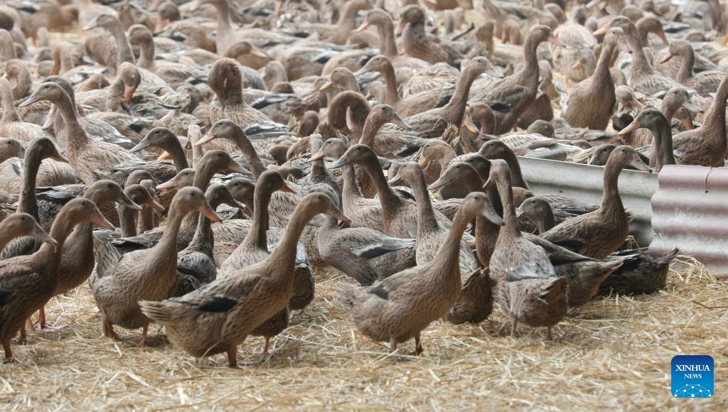 Ducks are raised at a farm in Liuhao Town, Liaoyang City of northeast China's Liaoning Province, April 24, 2025. In recent years, Liaoyang City has made efforts in advancing local agriculture industry by enhancing the added value of traditional animal husbandry. An industrial chain that covers standardized livestock farming, feed processing, egg products processing, offline sales and e-commerce sales has taken shape and boosted the increase of local farmers' income. (Photo: Xinhua)