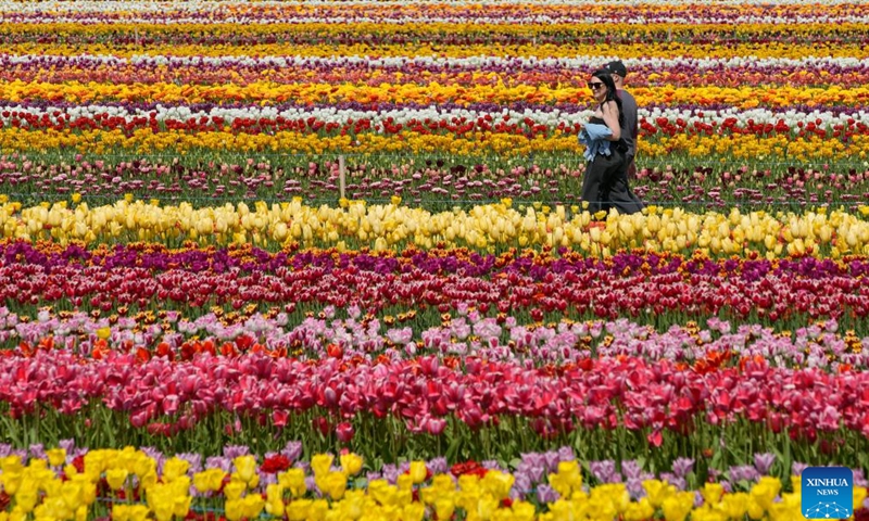 People walk between rows of tulips in Abbotsford, British Columbia, Canada, April 25, 2025. A tulip festival, featuring more than 100 tulip varieties, is held in Abbotsford until May 11. (Photo: Xinhua)