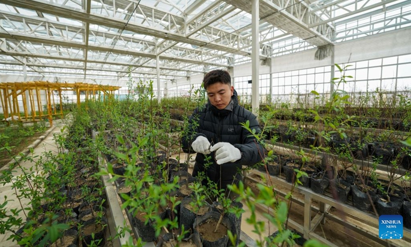 A staff member trims saplings at a tree cultivation base in Nagqu, southwest China's Xizang Autonomous Region, April 25, 2025. Nagqu City has an average altitude of 4,500 meters. Due to the unfavorable conditions for tree growth, such as permafrost, low temperature, frequent strong wind throughout the year, it was once the only prefecture-level city in China without trees used for urban greening. (Photo: Xinhua)