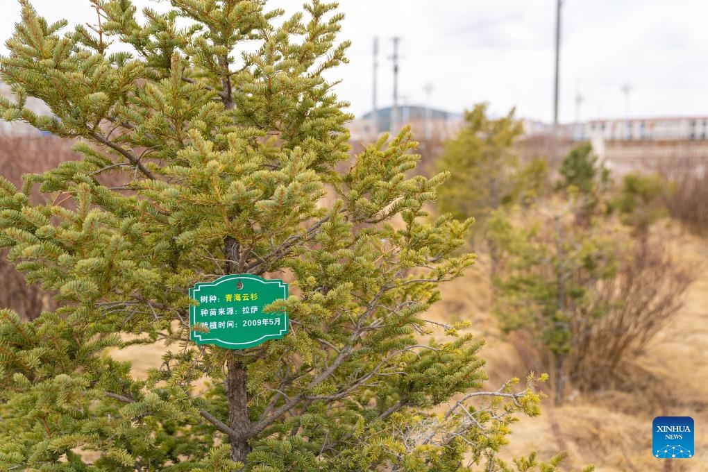 This photo taken on April 25, 2025 shows a trial base for tree planting in Nagqu, southwest China's Xizang Autonomous Region, April 25, 2025. Nagqu City has an average altitude of 4,500 meters. Due to the unfavorable conditions for tree growth, such as permafrost, low temperature, frequent strong wind throughout the year, it was once the only prefecture-level city in China without trees used for urban greening. (Photo: Xinhua)
