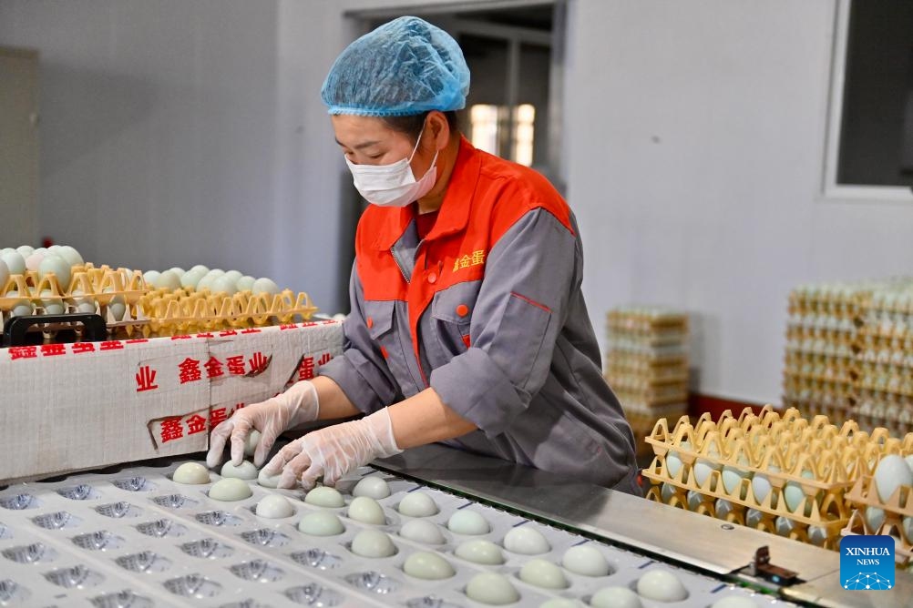 A worker puts duck eggs onto a processing line at a factory in Liaoyang City, northeast China's Liaoning Province, April 24, 2025. In recent years, Liaoyang City has made efforts in advancing local agriculture industry by enhancing the added value of traditional animal husbandry. An industrial chain that covers standardized livestock farming, feed processing, egg products processing, offline sales and e-commerce sales has taken shape and boosted the increase of local farmers' income. (Photo: Xinhua)
