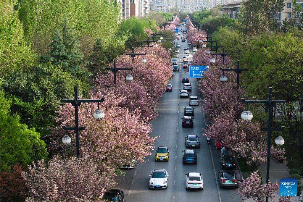 An aerial drone photo taken on April 8, 2025 shows blooming cherry blossoms along a road in Xi'an, northwest China's Shaanxi Province. (Photo: Xinhua)