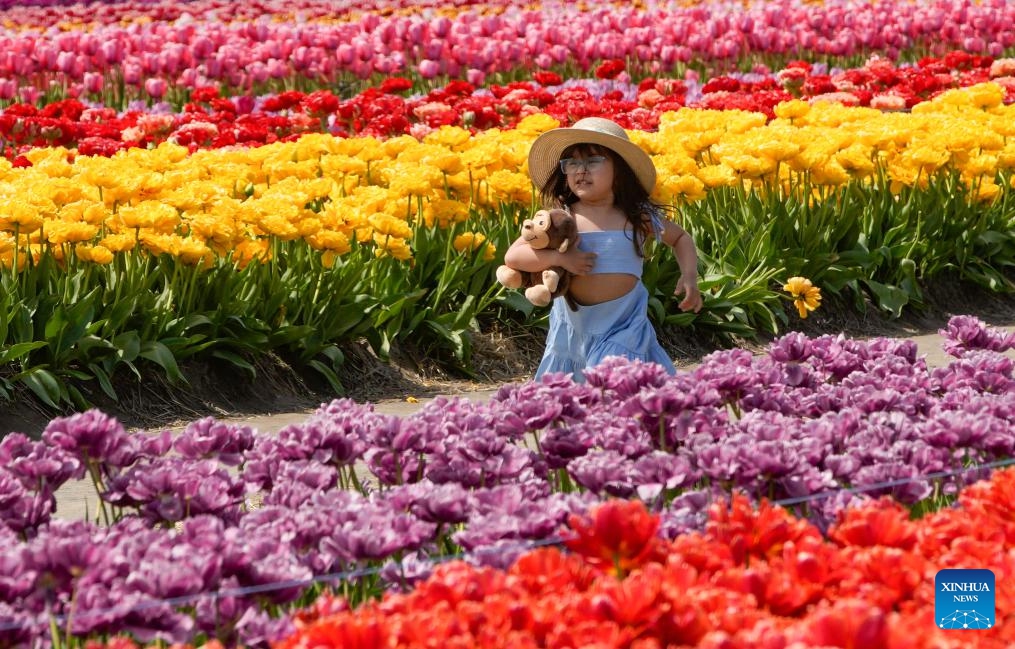 A girl runs between rows of tulips in Abbotsford, British Columbia, Canada, April 25, 2025. A tulip festival, featuring more than 100 tulip varieties, is held in Abbotsford until May 11. (Photo: Xinhua)