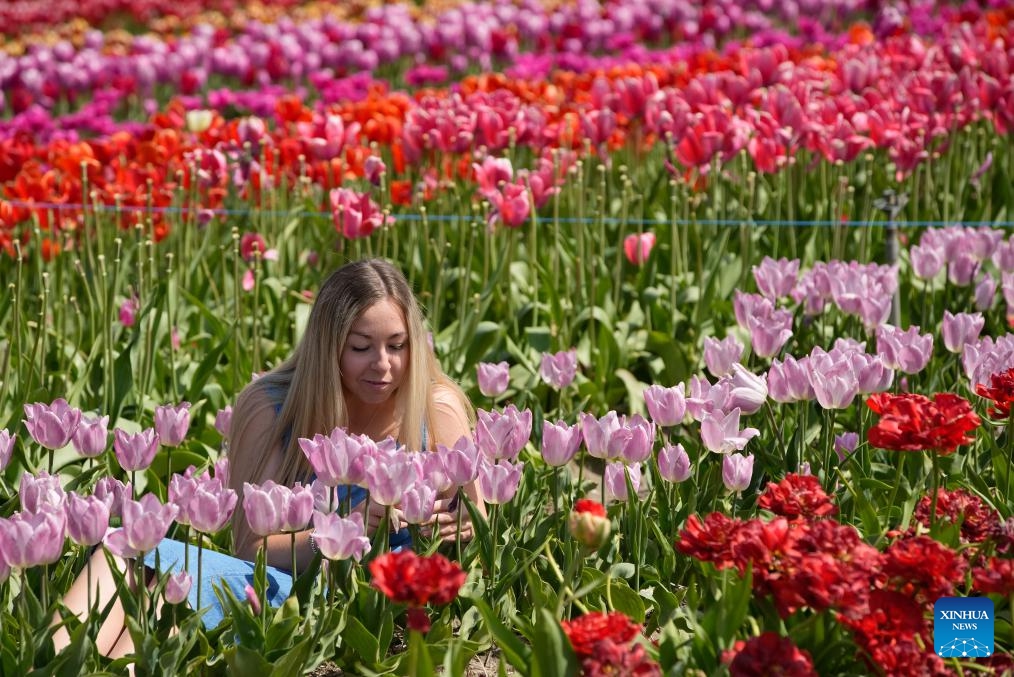 A woman poses for photos among tulips in Abbotsford, British Columbia, Canada, April 25, 2025. A tulip festival, featuring more than 100 tulip varieties, is held in Abbotsford until May 11. (Photo: Xinhua)