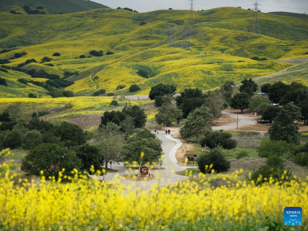 People visit Chino Hills State Park with rolling hills covered with wild flowers in Chino Hills, California, the United States, on April 27, 2025. (Photo: Xinhua)