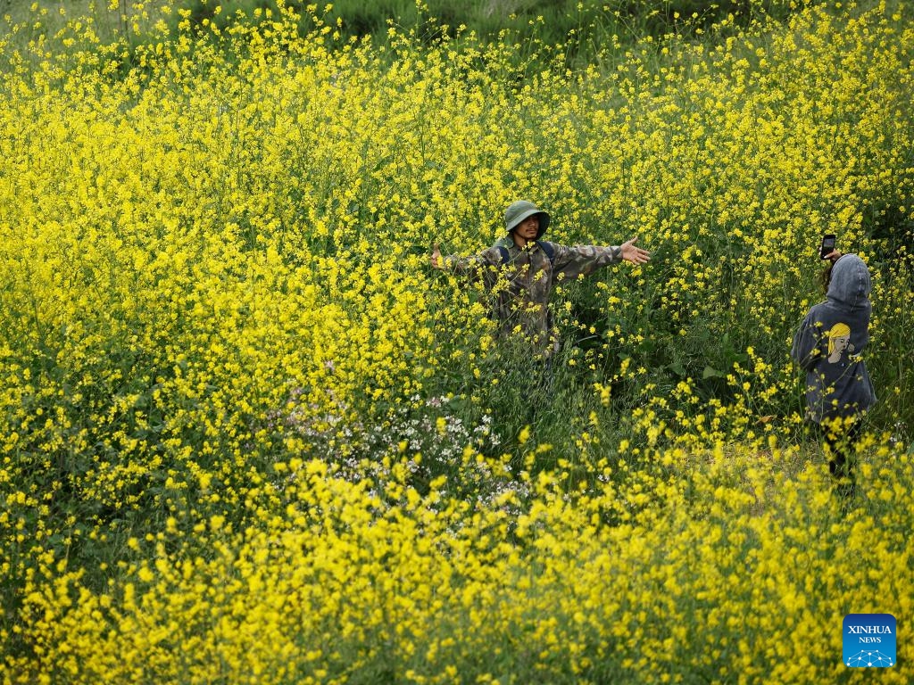 A visitor poses for photos amid wild flowers at Chino Hills State Park in Chino Hills, California, the United States, on April 27, 2025. (Photo: Xinhua)