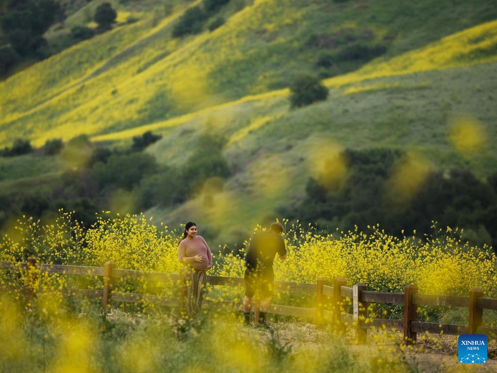 A man takes photos of wild flowers at Chino Hills State Park in Chino Hills, California, the United States, on April 27, 2025. (Photo: Xinhua)