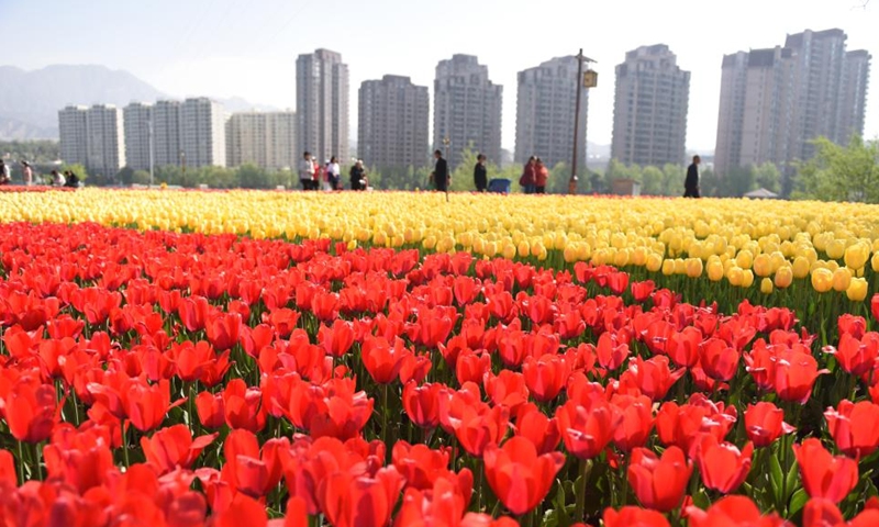 Tourists visit tulips along the Yellow River in Yongjing County, northwest China's Gansu Province, April 30, 2025. Visitor numbers at nationwide tourist attractions have risen as the May Day holiday approaches.
As one of the three longest holidays in China, the upcoming five-day holiday from May 1 to May 5 is expected to see a tourism boom. (Photo by Shi Youdong/Xinhua)