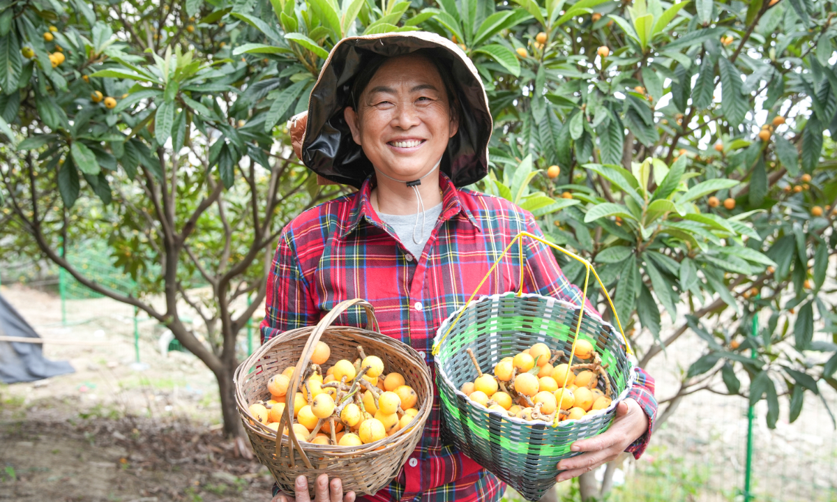 A fruit grower in Deqing county, East China’s Zhejiang Province, harvests ripe golden loquats on May 8. Photo: VCG