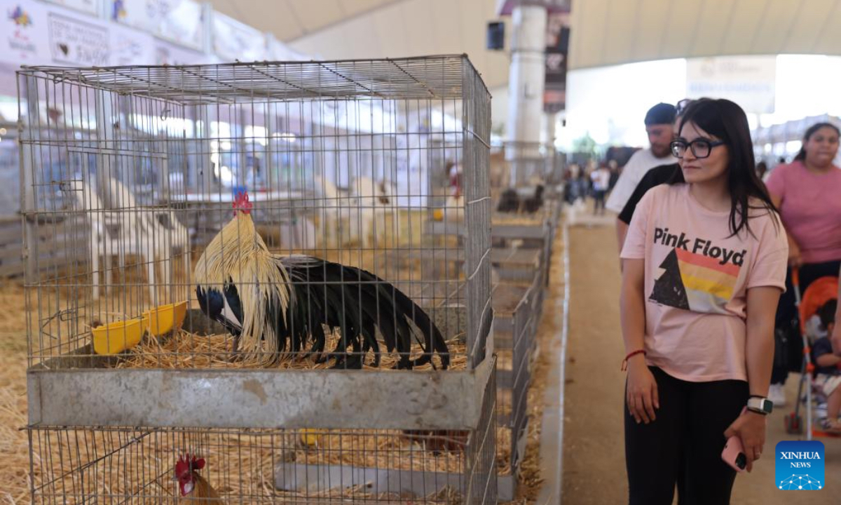 The San Marcos Fair (Feria Nacional de San Marcos), is one of Mexico's most representative annual festivals. Held in Aguascalientes, a traditional agricultural and livestock region in north-central Mexico, the fair features a major livestock exhibition showcasing high-quality breeds and agricultural products from across the country, blending traditional rural culture with modern techniques and attracting large numbers of visitors and professionals. (Xinhua)