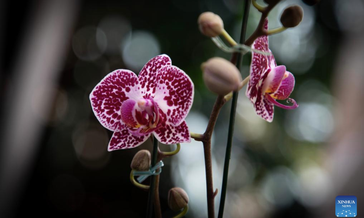An orchid is displayed during the Orchid Fair at the Carlos Thays Botanical Garden in Buenos Aires, Argentina, May 10, 2025. (Photo by Martin Zabala/Xinhua)